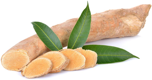 The Benefits of Tongkat Ali Eurycoma Longifolia Root